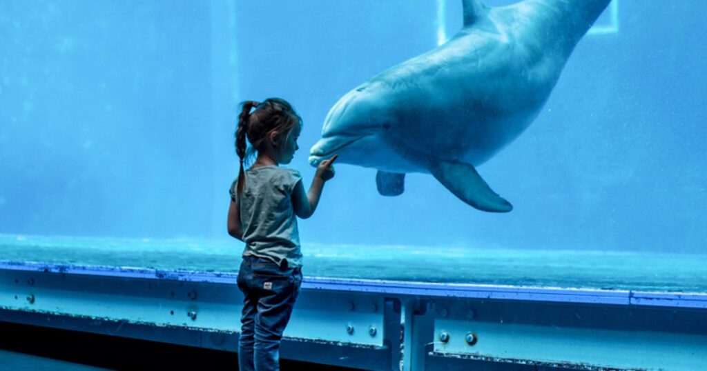 A tu per tu con i delfini