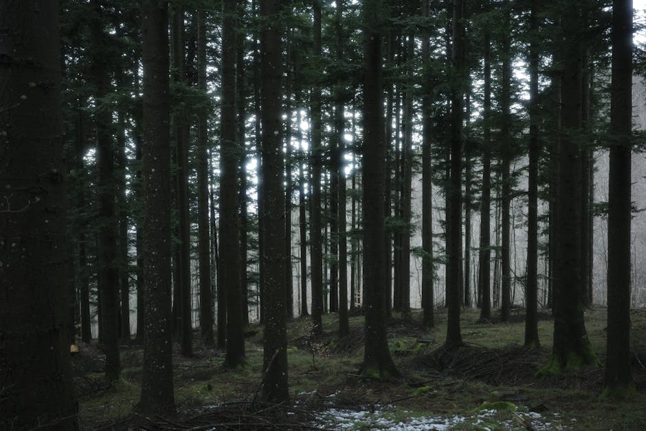 Misty beech forest in Beigua Natural Park, Ligurian Apennines
