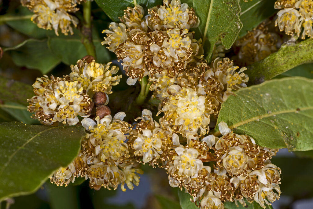 Fiori e foglie di alloro (Laurus nobilis)