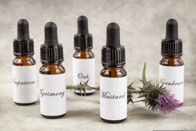 The Art of Healing with Flowers: A Journey into Edward Bach’s Philosophy