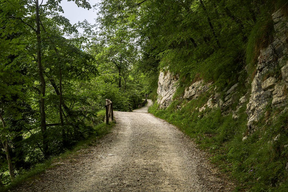 Hiker on a trail in the chestnut forest of the Ligurian Apennines in spring