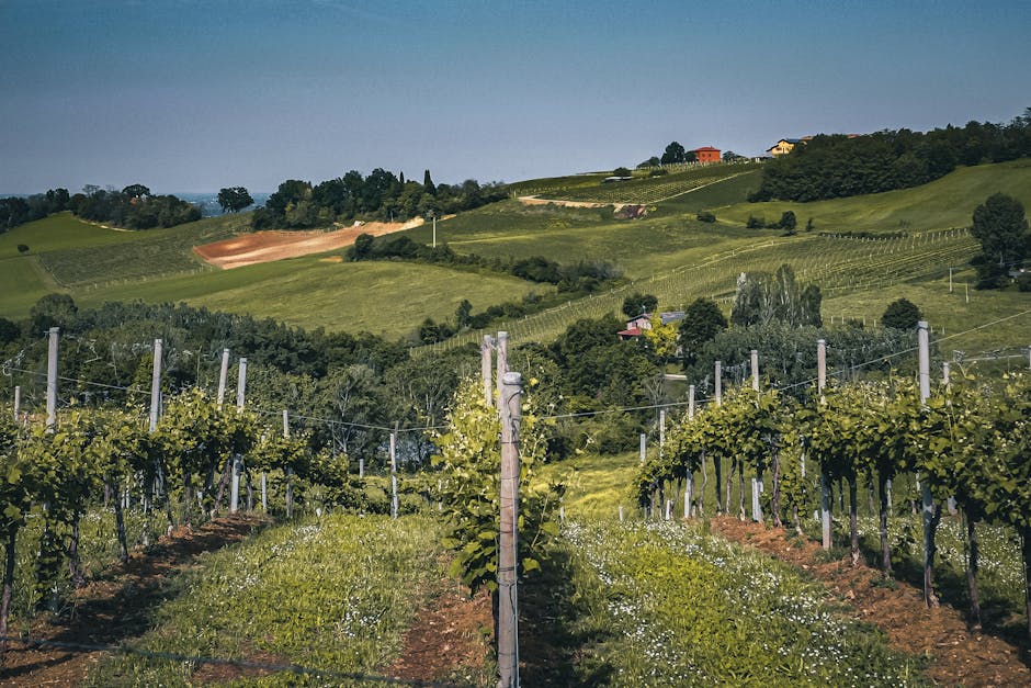 Le colline vitate del Monferrato, Patrimonio UNESCO