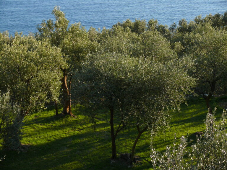 Uliveti liguri affacciati sul mare