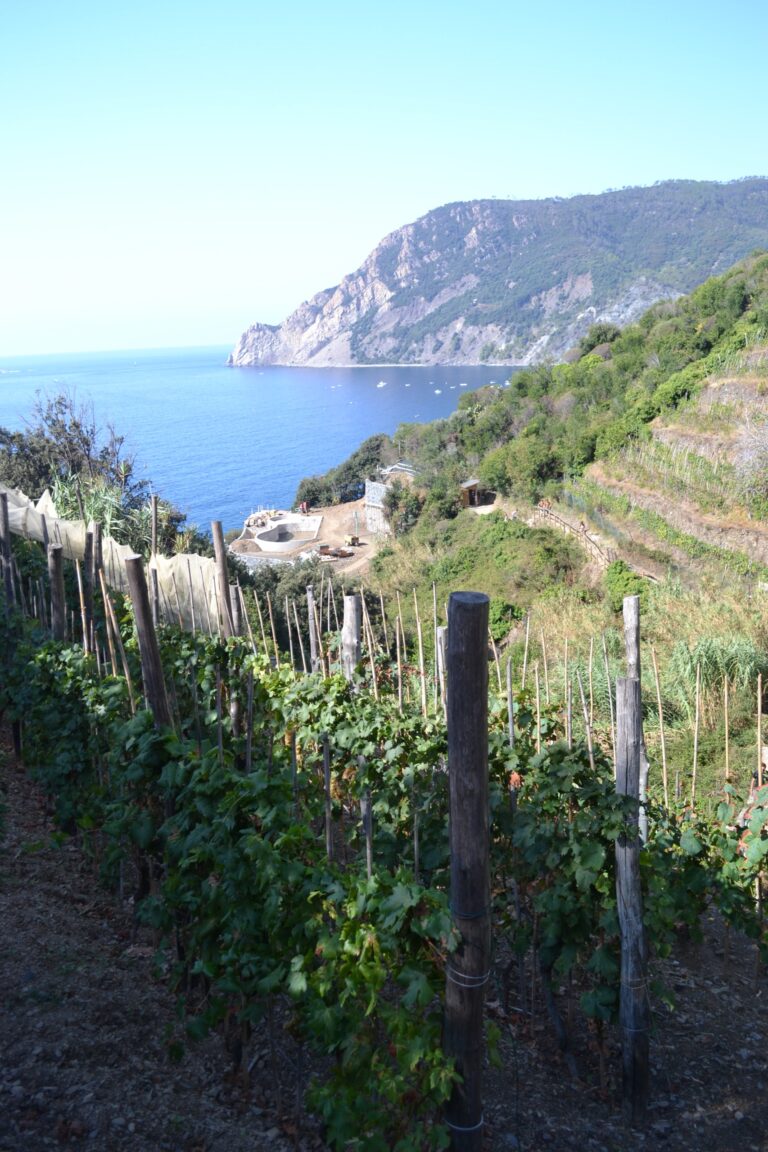 Filari di vite carichi d'uva su terrazzamenti a picco sul mare alle Cinque Terre