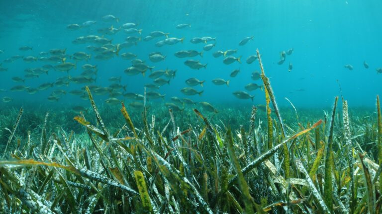 Prateria di Posidonia oceanica con un banco di salpe che nuota sopra le foglie, nel Mar Mediterraneo