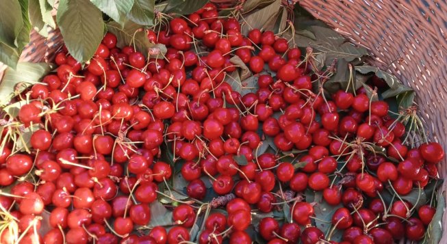 Sagra della Ciliegia e Focaccette a Capreno di Sori