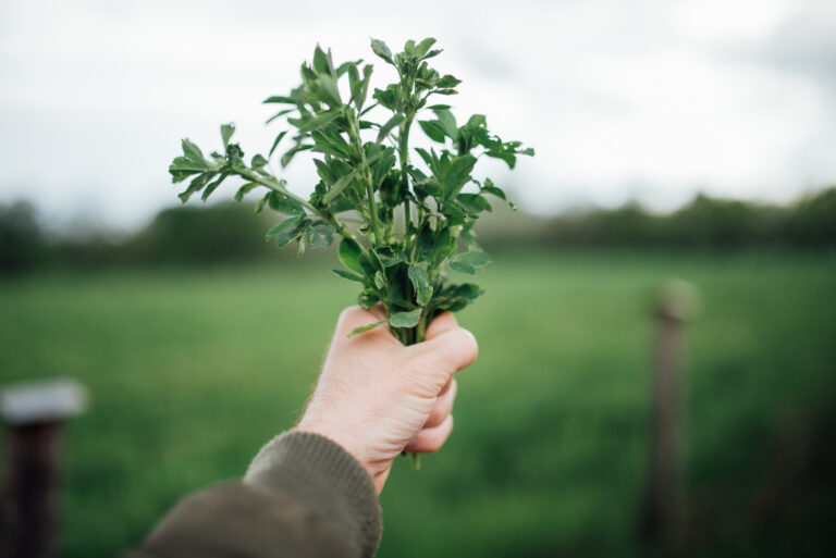 Mazzo di erbe aromatiche fresche appena raccolte, con la campagna verde ligure sullo sfondo
