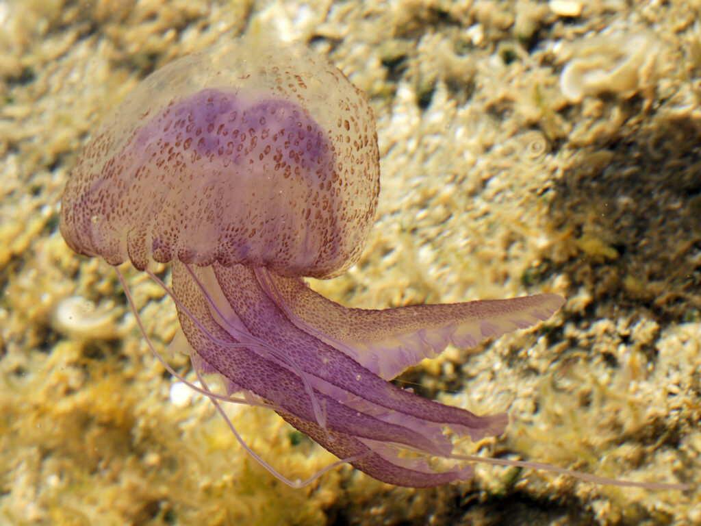 Medusa Pelagia noctiluca dal corpo rosa-violaceo che nuota nel Mar Ligure