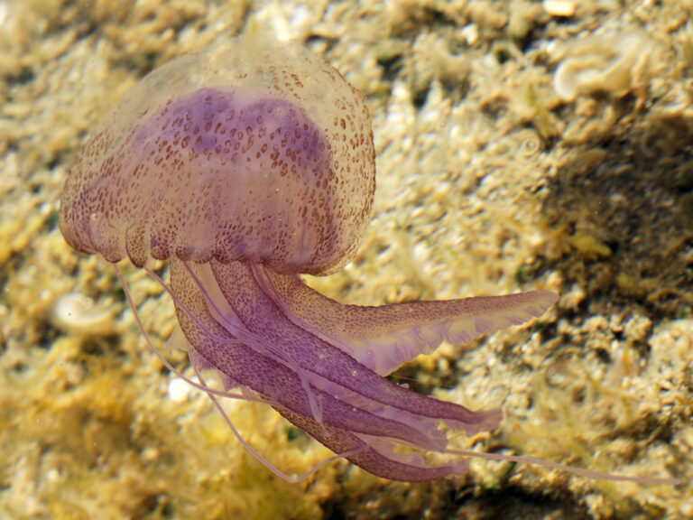 Medusa Pelagia noctiluca dal corpo rosa-violaceo che nuota nel Mar Ligure