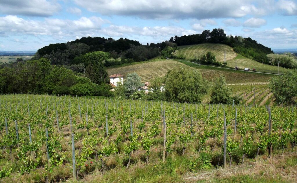 Vigneti di Cortese sulle colline del Gaviese, zona di produzione del Gavi DOCG