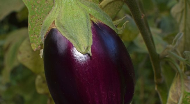 Eggplant Festival at Campegli