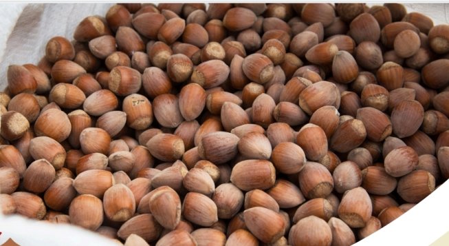 Hazelnut Festival: three days of gastronomy, music and sport in Mezzanego