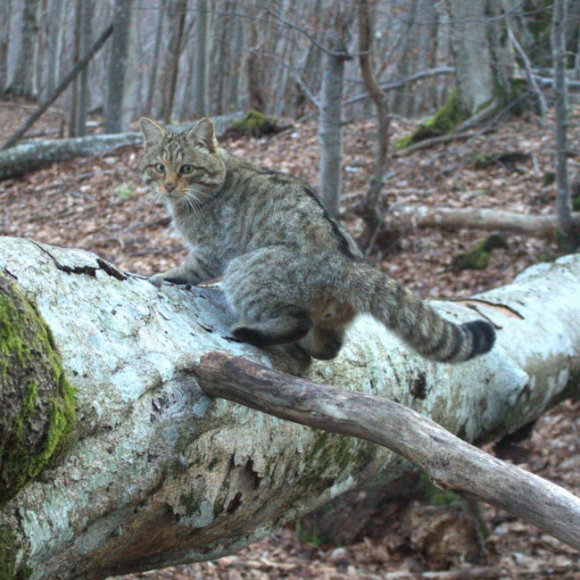 Presentazione del libro Il gatto dei boschi di Paolo Rossi e Nicola Rebora